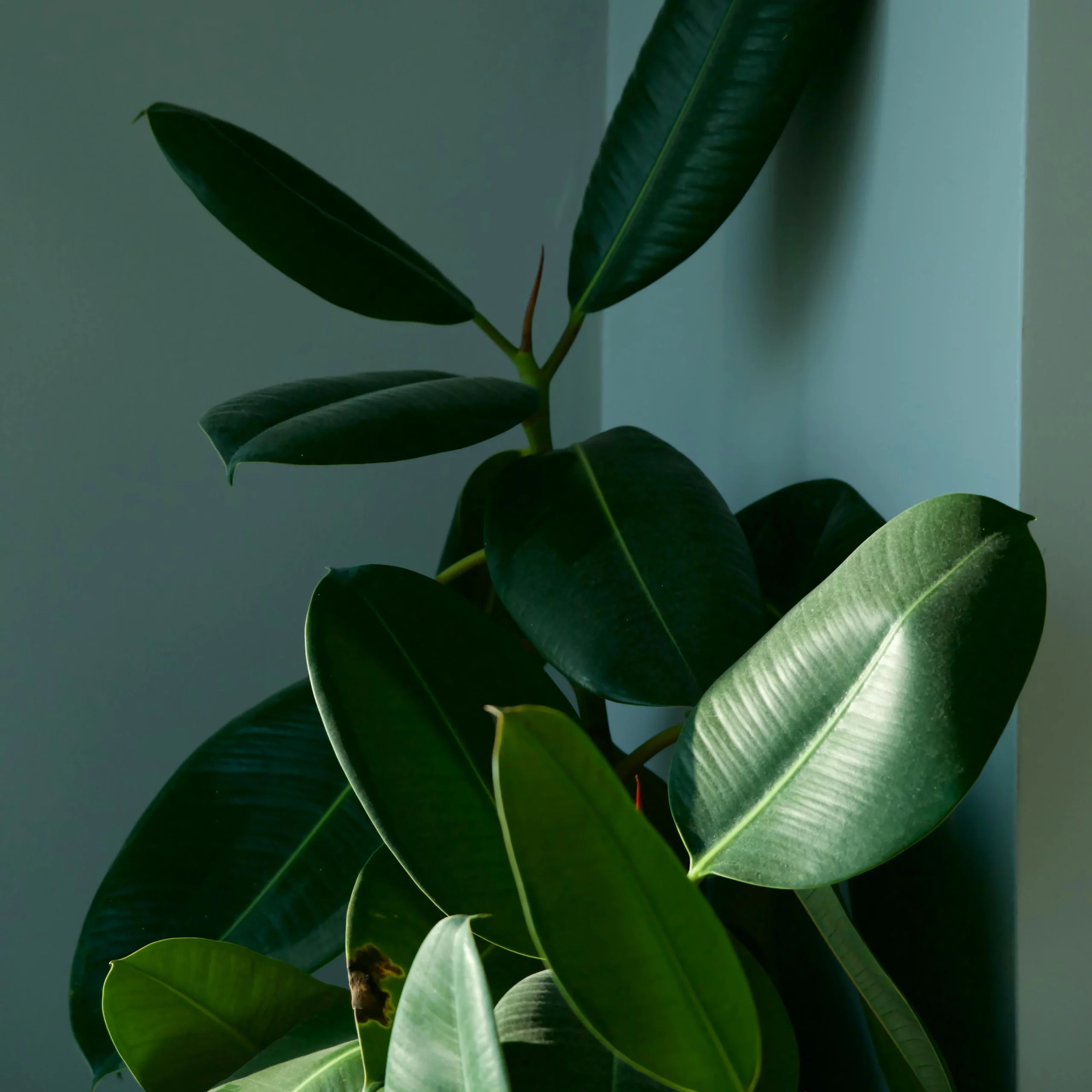 10 fun facts sur les plantes : saviez-vous qu’elles respirent aussi la nuit ? . Nos articles Et si votre signe astrologique pouvait vous guider dans le choix de la Les plantes, au premier abord, c’est toujours sympa. mais certaines d’entre elles cachent une face obscure… et peuvent être toxiques pour … parfaite ? Découvrez quelle plante vous correspond selon votre signe astro ! . Nos articles