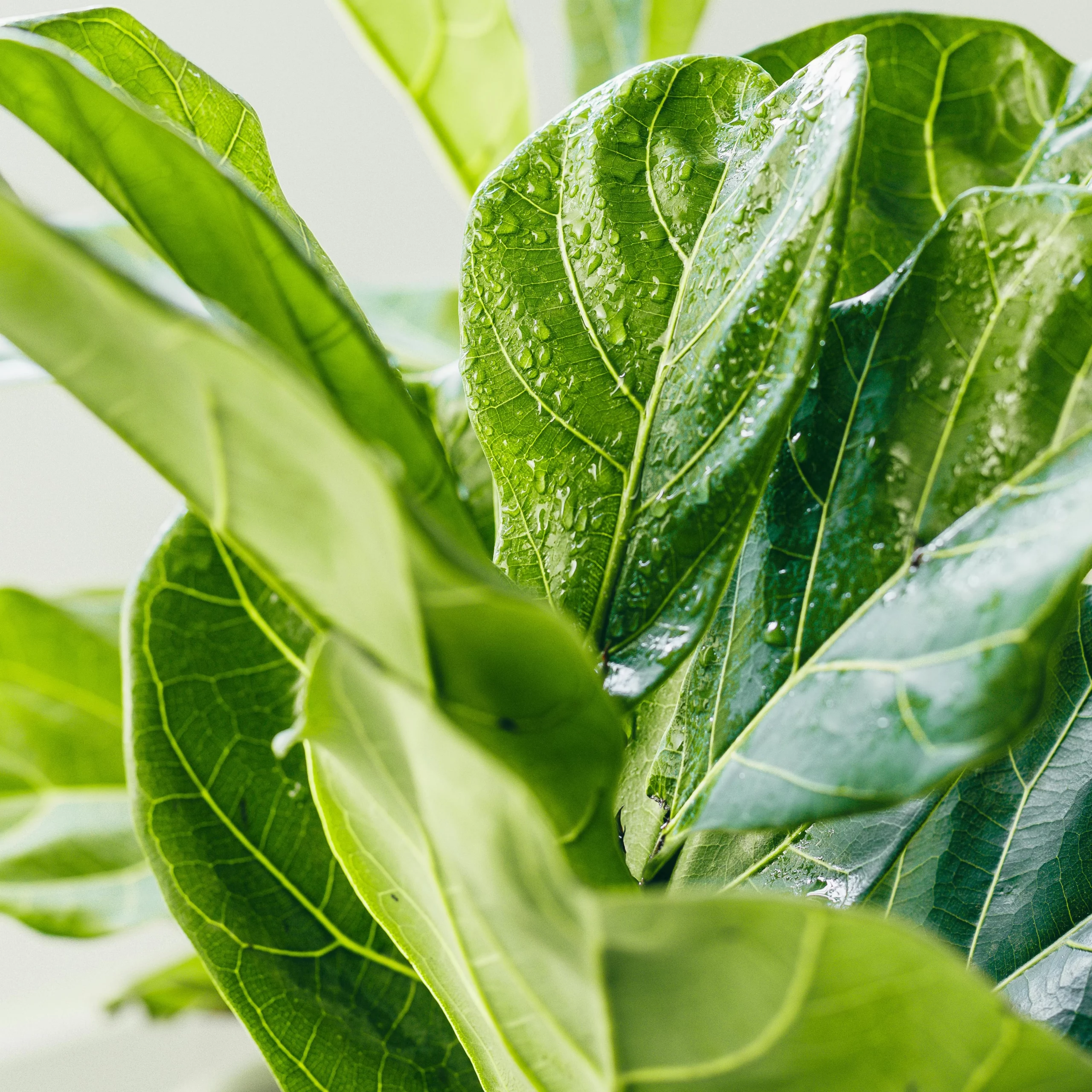vacances et plantes: comment éviter le ghosting (sans appeler ta voisine)? n Nosa articles Si toi aussi tu te poses des questions sur comment bien chouchouter ton ou ta partenaire durant les temps froid tu es au bon endroit.... Nos articles