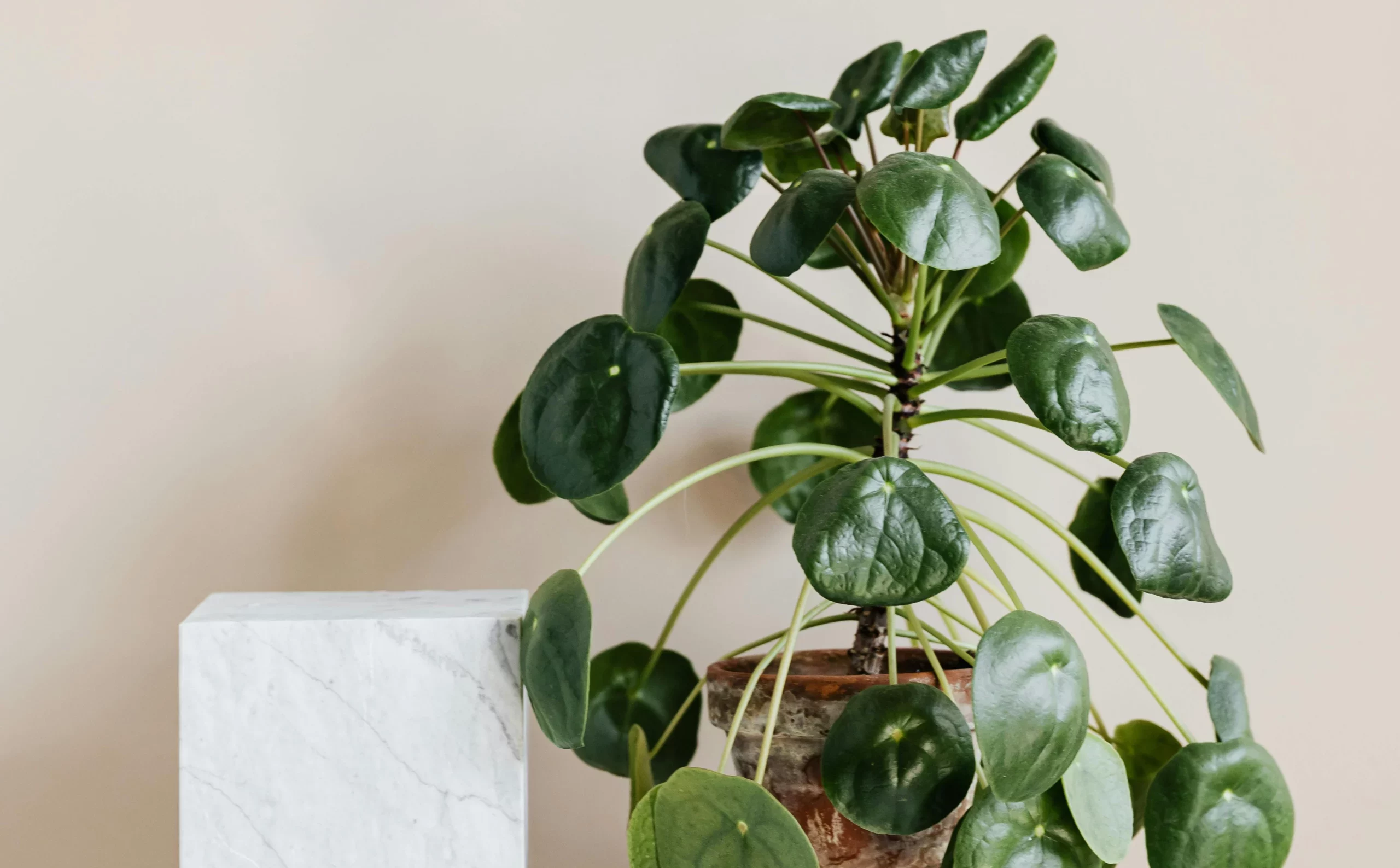 Pourquoi nous avons décidé de faire chavirer vos coeurs avec nos articles ?. blog Écrire des articles sur les plantes d'intérieur, c'est notre façon de devenir les super-héros de votre histoire ! On partage des astuces simples et fun pour garder vos plantes heureuses, même en hiver. Parce qu'on sait bien qu'elles ont besoin de soin et d'amour, tout comme vous, et que ça rend votre intérieur plus zen.. Blog