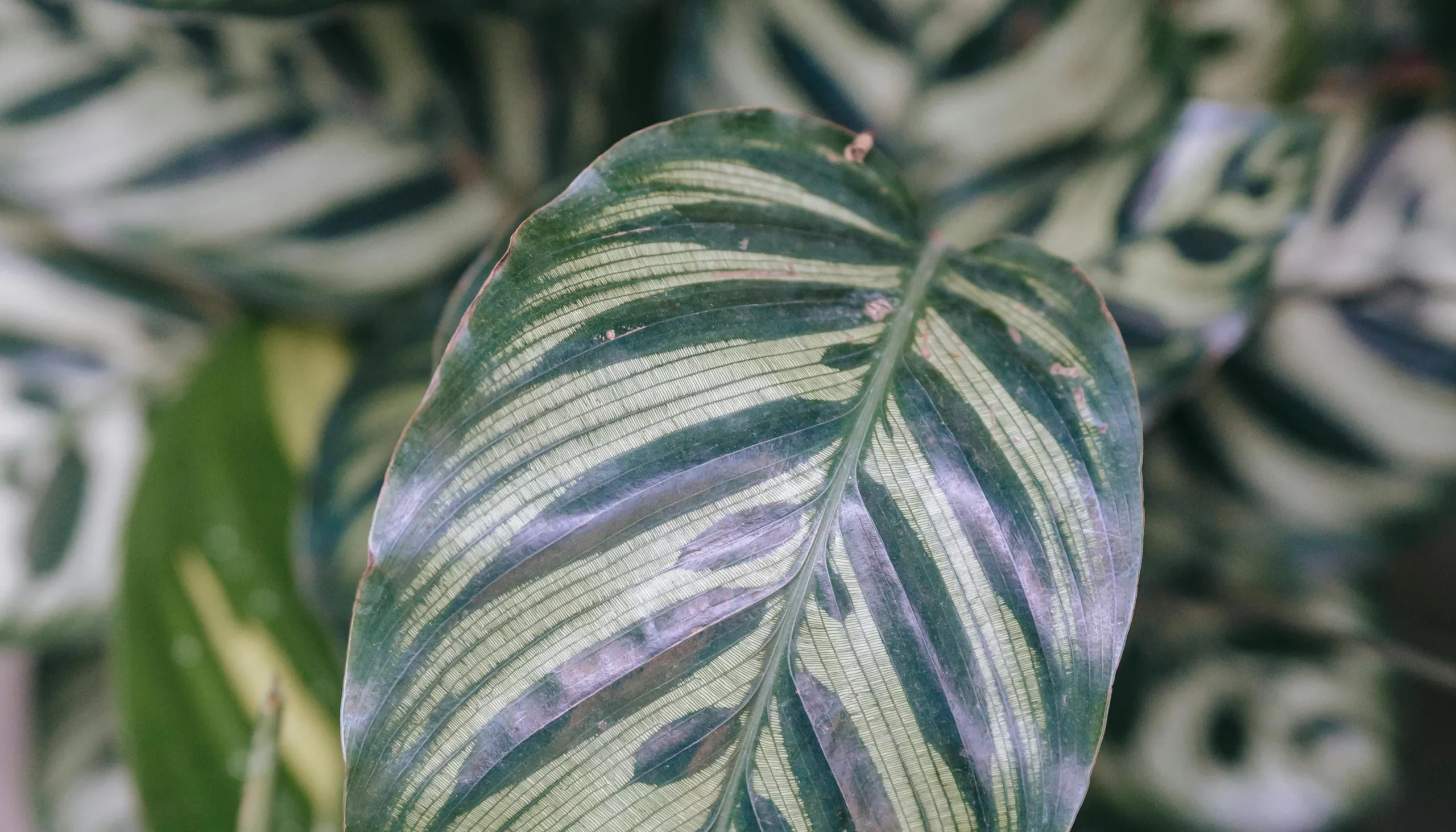 d'ou viennent-elles ! Une plante pour illustré le propose "d'ou viennent-elles !"
