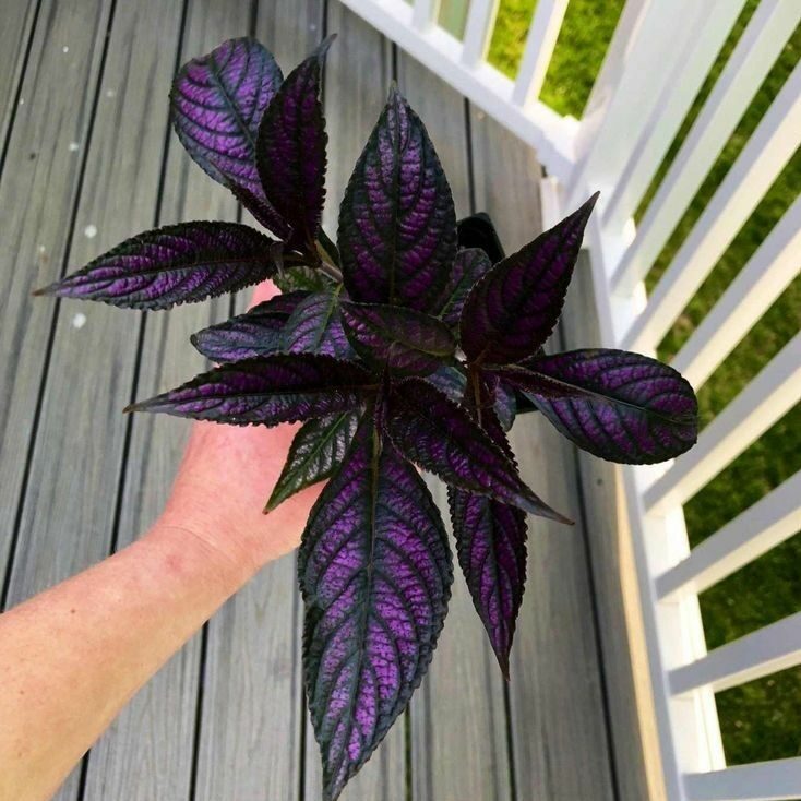 Nos plantes en recherche active Une plante qui illustre notre catégorie de plante en recherche active, qui elles ont besoins de beaucoup d'attention et de soins pour que votre amour s'épanouisse !. Et tu pourras surement trouver ta compagne parfaite !