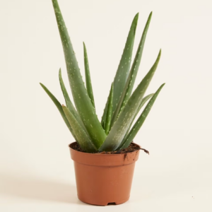 Maïa