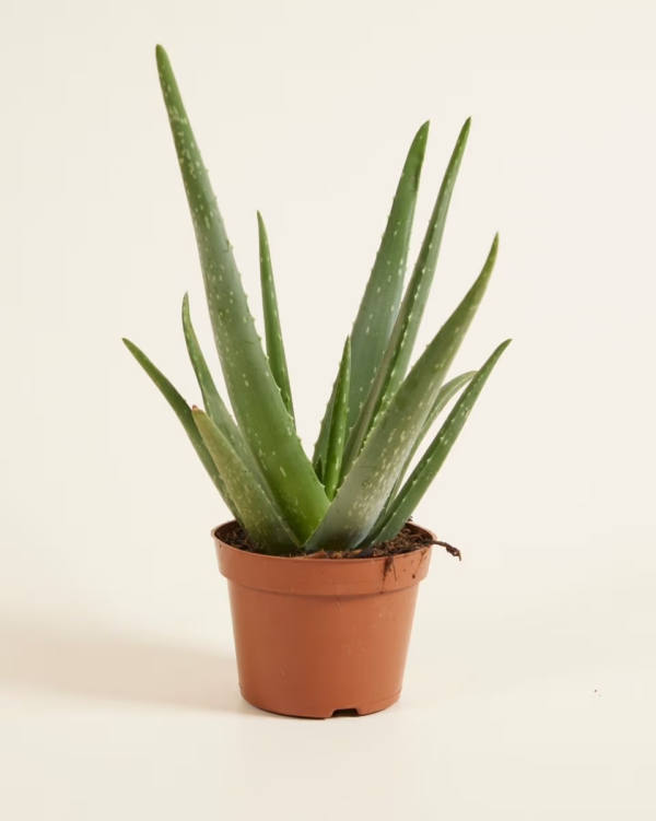 Maïa