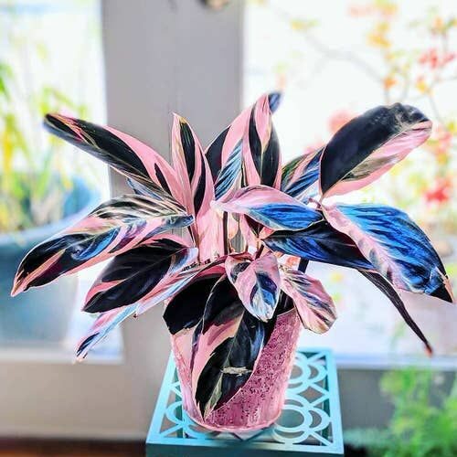 Nos plantes celibattantes ! Une plante rose et violette qui montre la catégorie nos célibattantes qui se suffisent à elles memes , il faut juste l'entretenir un petit peu et votre amour grandira plus ! Et tu pourras surement trouver ta compagne parfaite !