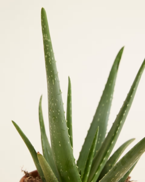Maïa – Image 3
