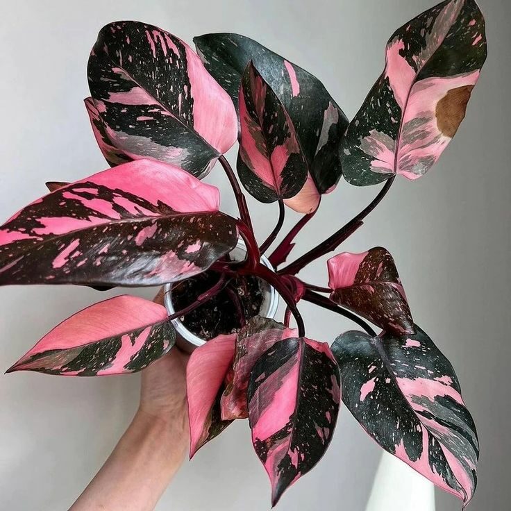 Nos plantes speed dating Nos plantes speed dating qui sont que pour une durée déterminée , donc ne tardez pas ! . Et tu pourras surement trouver ta compagne parfaite !