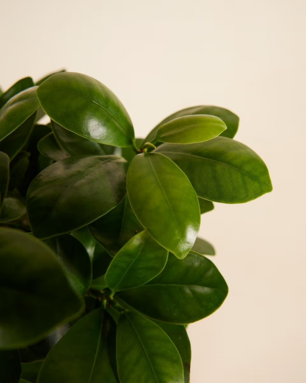 Khai – Image 3
