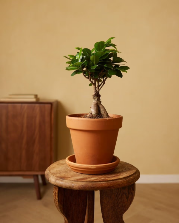 Khai – Image 2