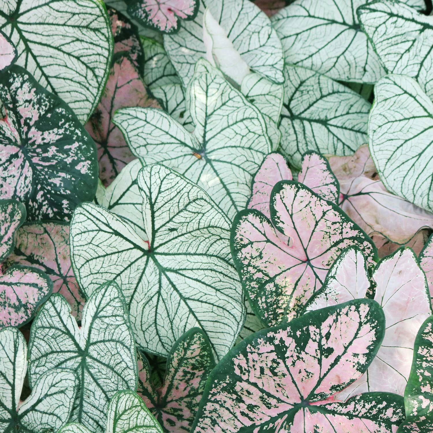 à propos - des plantes